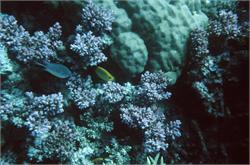 01529_Great Barrier Reef